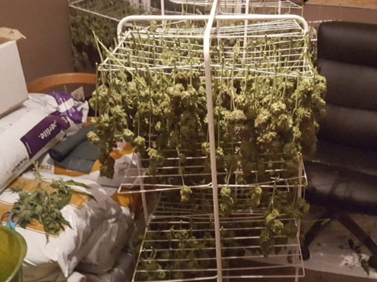 1200 plants de cannabis saisis près de Lyon !