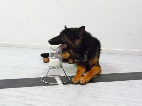 La police scientifique de Lyon est aussi une experte dans les odeurs