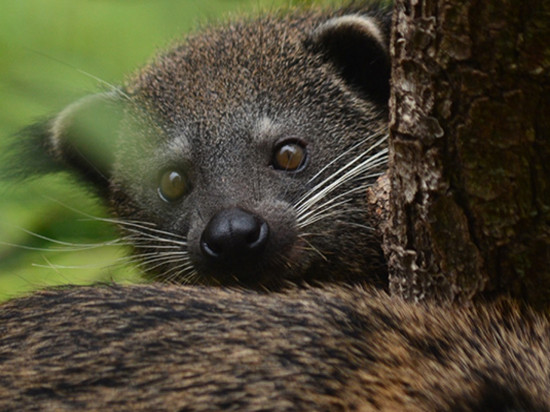 Les trois nouveaux binturongs du zoo de Lyon ont besoin de vous !