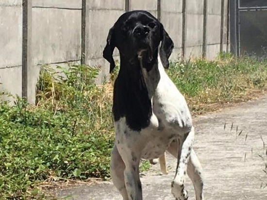 Un chien volé dans une SPA près de Lyon