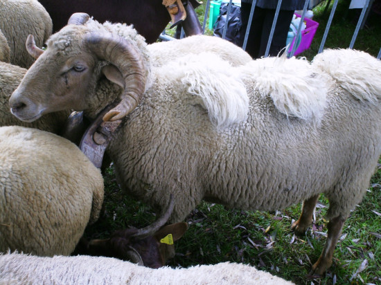 Fi&egrave;vre catarrhale ovine : 250 communes sous surveillance dans le Rh&ocirc;ne