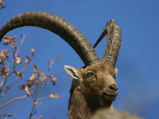 Un bouquetin aper&ccedil;u pr&egrave;s de Lyon ?
