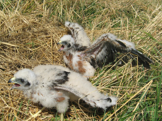 Rhône : mobilisation ce week-end pour sauver le Busard cendré