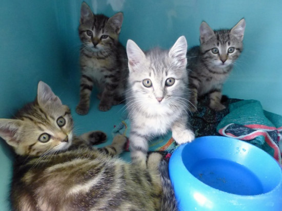 Trop de chatons, la SPA de Lyon - Marennes sort les griffes !