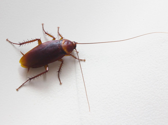 Cafards et punaises de lit pour les étudiants du CROUS de Mermoz