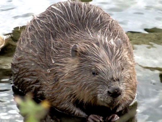 Lyon : le retour des castors à la Guillotière !