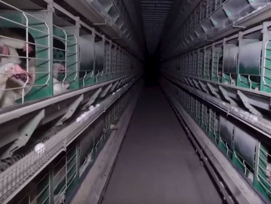 L'association lyonnaise L214 montre à nouveau l'horreur dans un poulailler auvergnat