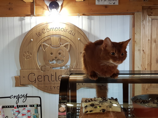 Lyon : bientôt un escape game avec des chats !