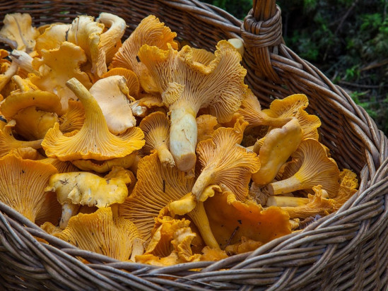 Les champignons toujours radioactifs en Auvergne-Rhône-Alpes