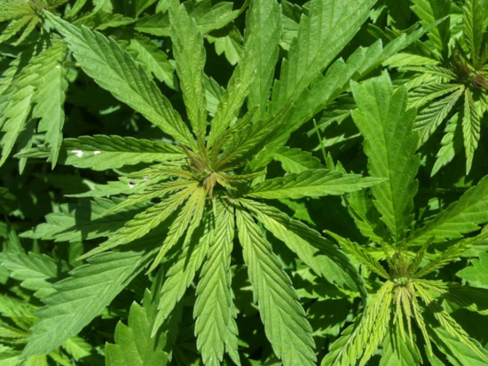 Lyon : les policiers croyaient saisir du cannabis, ils détruisent une expérimentation de la Biennale d'architecture Lyon : les policiers croyaient saisir du cannabis, ils détruisent une expérimentation de la Biennale d'architecture