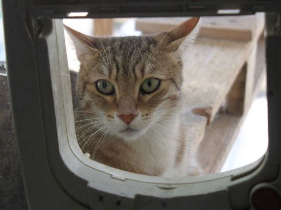 Un observatoire national à Lyon sur la relation entre les Français et leurs animaux de compagnie