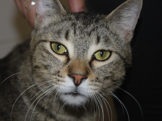 Un chat disparu à Lyon retrouvé par sa propriétaire sept ans plus tard