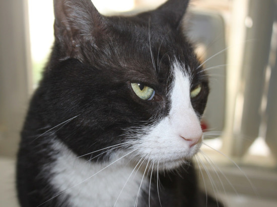 Une campagne de stérilisation des chats errants dans le quartier de Parilly