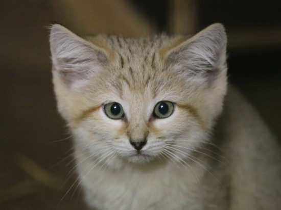 Les quatre chatons des sables du Zoo de Lyon vont bien, merci pour eux ! - VIDÉO