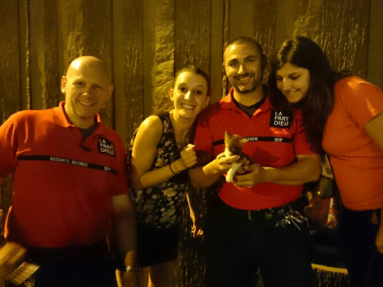 Lima, le petit chaton coincé à la Part-Dieu, sauvé grâce à l'obstination d'un Lyonnais Lima, le petit chaton coincé à la Part-Dieu, sauvé grâce à l'obstination d'un Lyonnais