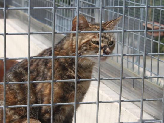 Rhône : plus de 400 abandons cet été à la SPA de Marennes