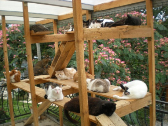 Le refuge SPA de Lyon-Marennes lance un appel à l’adoption de chats