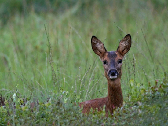 Rhône : un chevreuil déboussolé reste couché sur l'A6