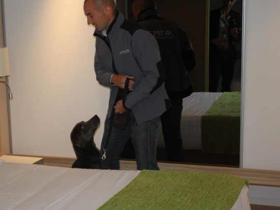 Le chien, la  nouvelle arme pour combattre les punaises de lit