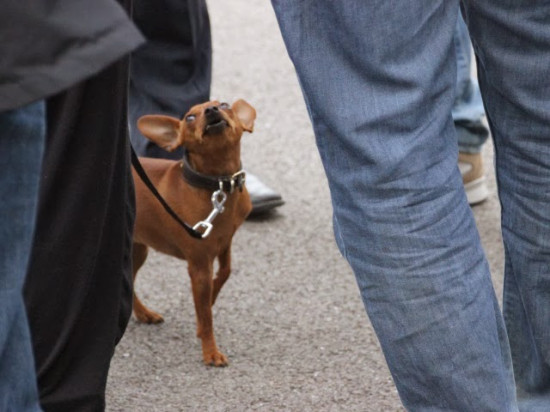Villes où il fait bon vivre avec son chien : Lyon et Villeurbanne à la peine