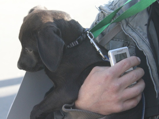 Rhône : Elle vivait avec 52 chiens dans un deux-pièces