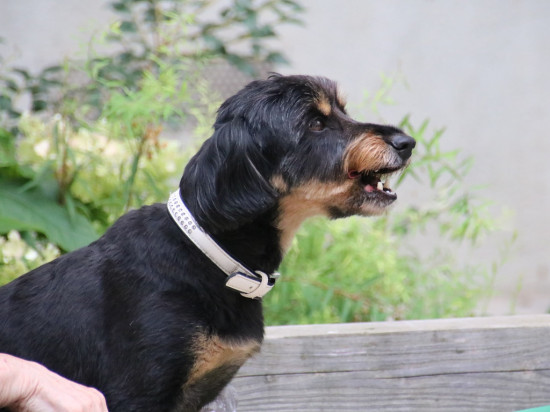 Villes où il fait bon vivre avec son chien : Lyon dégringole à la 28e place !