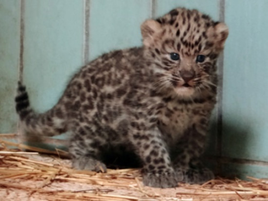 Lyon : le bébé panthère de l'Amour s'appelle Chilka !