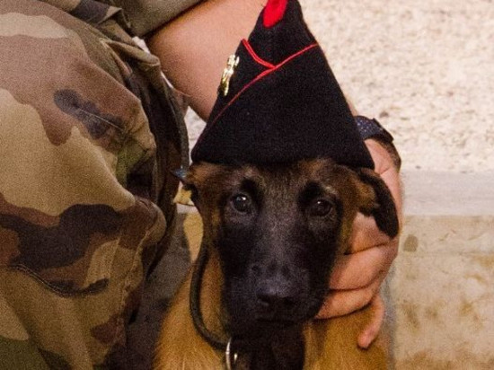 Un chiot intègre le camp militaire de la Valbonne !