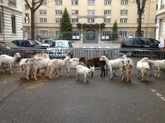 Manif des agriculteurs : des Lyonnais choqués par l'abandon de chèvres Manif des agriculteurs : des Lyonnais choqués par l'abandon de chèvres