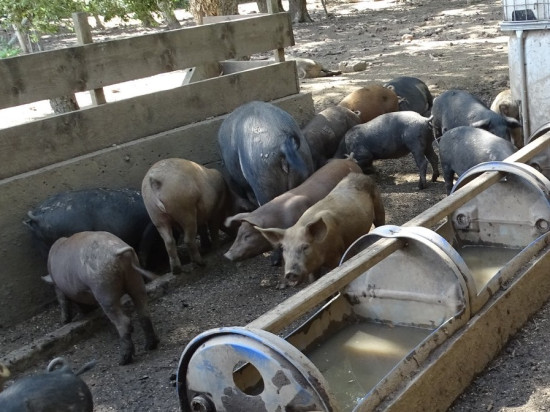 De faux testicules ensanglantés déposés devant le siège d'Aoste près de Lyon