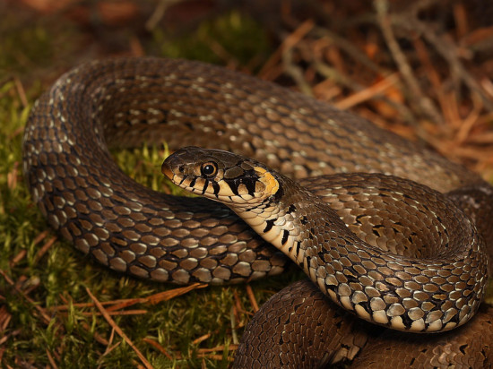 Lyon : elle découvre un serpent dans son colis !