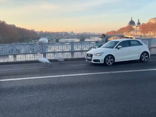 Lyon : la balade matinale de deux cygnes sur le pont Lafayette !