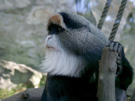 Le 4e singe volé à la Tête d'or a été retrouvé