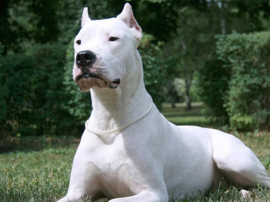 Rhône : un bébé grièvement blessé au visage par un chien Rhône : un bébé grièvement blessé au visage par un chien