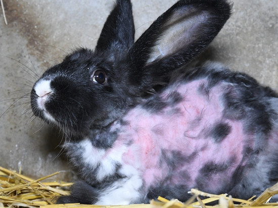 Lyon : "happenings" ce samedi contre l'épilation à vif des lapins angoras Lyon : "happenings" ce samedi contre l'épilation à vif des lapins angoras