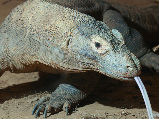 Un dragon de Komodo à Touroparc - VIDEO