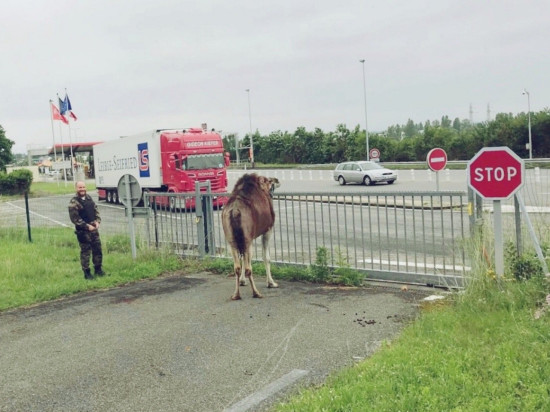 Le dromadaire s'échappe d'un cirque, il est récupéré par les gendarmes près de Lyon