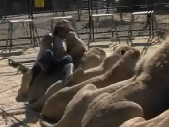 Le dompteur lyonnais Frédéric Edelstein mordu au visage par l'une de ses lionnes - VIDEO