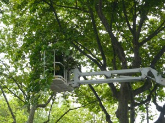 Un octogénaire écrasé par un arbre