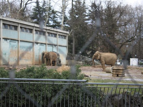 Eléphantes du Parc de la Tête d'Or : Stéphanie de Monaco était à Lyon mercredi