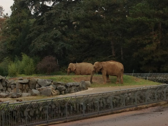 Lyon : le sort des éléphants du Parc de la Tête d'Or sera-t-il scellé jeudi ?