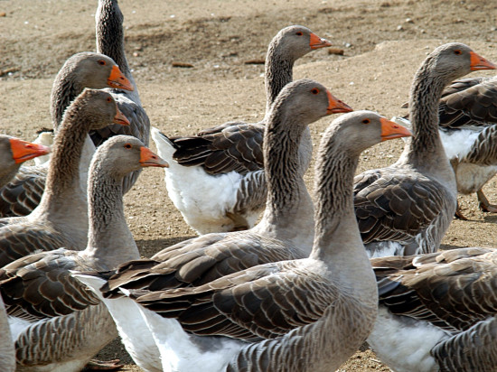 Des oies bientôt abattues dans le Rhône après des suspicions de grippe aviaire