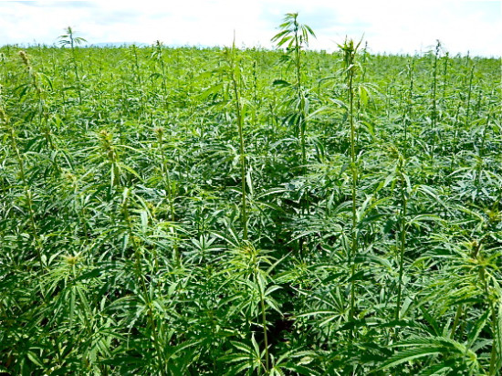 Seulement une cinquantaine de personnes ont participé à la marche mondiale pour la libération du cannabis