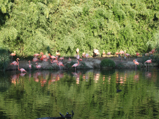 Le Parc des Oiseaux fait le plein de nouveautés pour l’été 2017