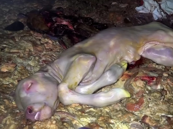 Vaches gestantes abattues : la nouvelle vidéo choc des lyonnais de L214