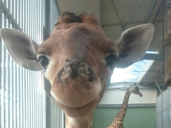 Un deuxième girafon voit le jour à Touroparc !
