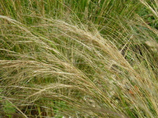 Rhône : attention aux allergies aux pollens de graminées cette semaine !