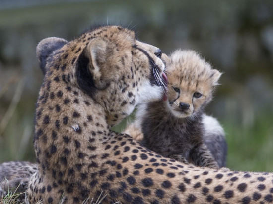 Rhône-Alpes : cinq bébés guépards montrent leur museau à Peaugres