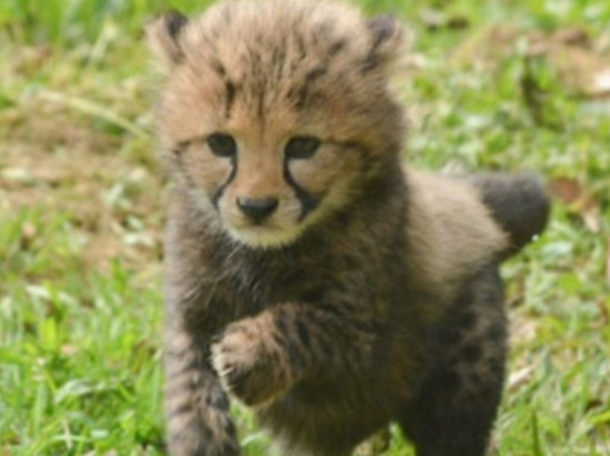 Trois bébés guépards ont sorti leur museau au Safari de Peaugres !