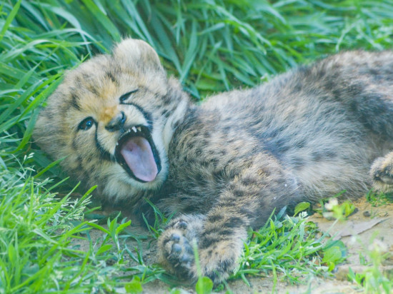 Naissance de quatre guépards au Safari de Peaugres